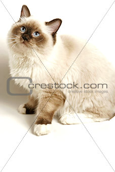 Cat on White with Soft Shadow