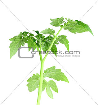Green leaf of tomato