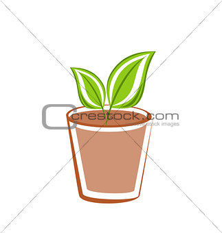 Flowerpot with green leafs plants