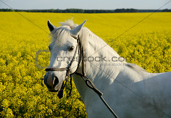 white horse and yellow field