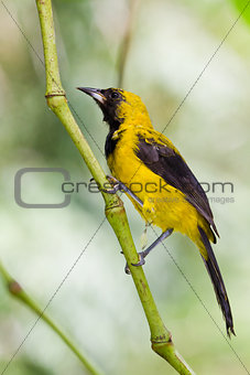 Yellow - Tailed Oriole