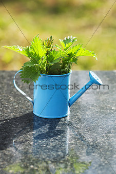Nettles in a blue watering can on the table
