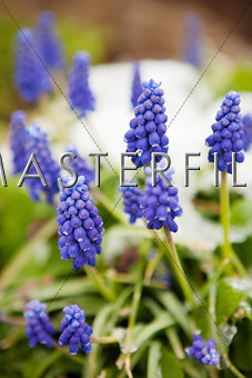 Grape Hyacinth covered in snow