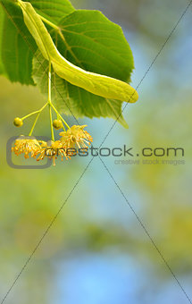 Linden blossoms at tree