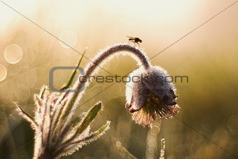 Fly on the pulsatilla flower