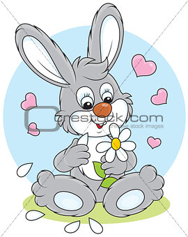 Loving bunny with a daisy