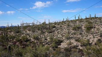 Scenic inside the Arizona-Sonora Desert Museum 