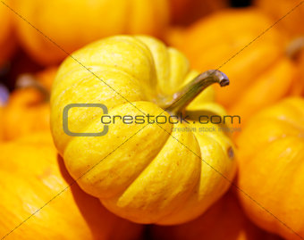 Pumpkin closeup