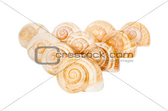 Pyramid of spiral shells isolated
