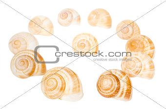 Circle of spiral shells isolated