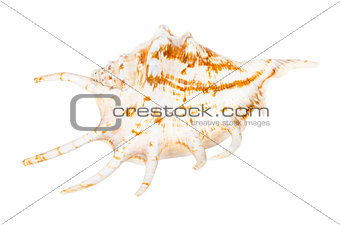 Beautifiul ocean shell isolated on white