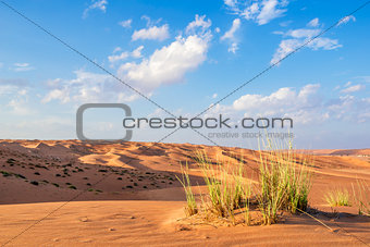 Desert gras Wahiba Oman
