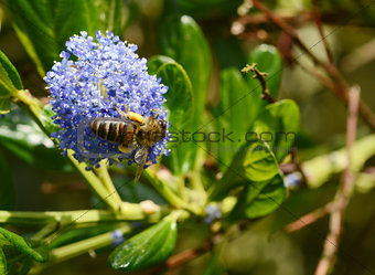 Honey bee exploring a blue ceanothus flower 