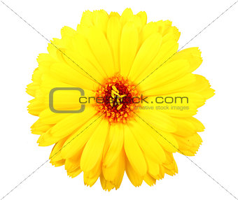 One yellow flower of calendula