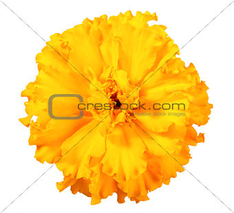 One orange flower of marigold