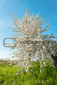 Pear tree blossom in spring