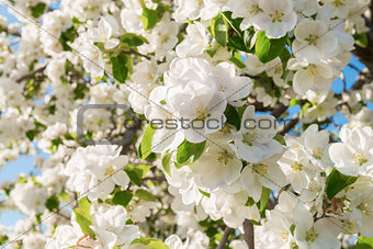 Closeup of the Pear Blossom in Spring