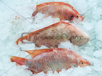 Fresh red fish