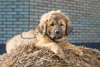 Puppy breed Tibetan Mastiff
