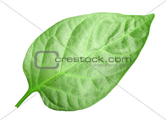 Green leaf of pepper