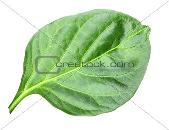 Wry green leaf of pepper