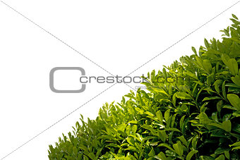 Hedge isolated on White Background