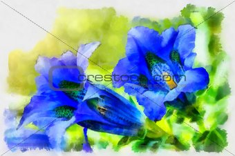 Illustration of trumpet gentiana blue spring flower in garden