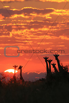 Giraffe - Wildlife Background from Africa - Sunset Gold and Splendor