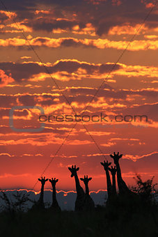 Giraffe - Wildlife Background from Africa - Sunset Golden Peace