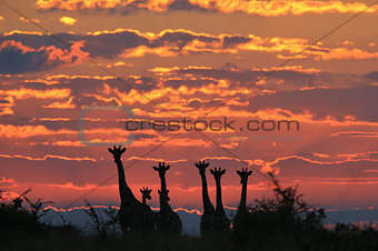 Giraffe - Wildlife Background from Africa - Sunset Golden Peace