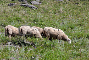 Sheep on beautiful mountain meadow