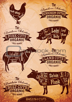 vector diagram cut carcasses chicken, pig, cow, lamb