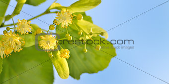 Branch of lime flowers in garden
