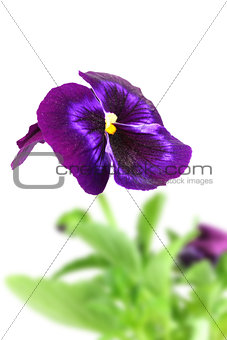 Dark violet pansy flower