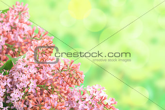 Background with branch of pink lilac