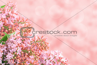 Background with pink lilac