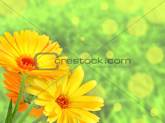 Background with orange flowers