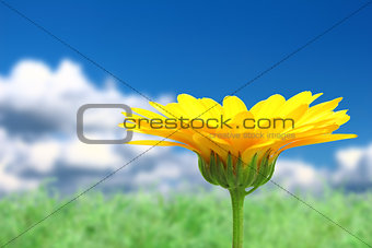 Background with orange flower on sky
