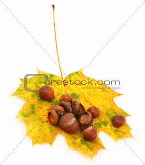 acorns and maple leaf on white