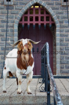 guard goat