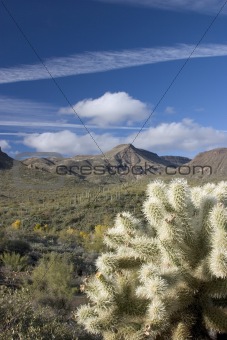 Cholla Cactus in Desert Southwest