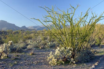 Ocotill Cactus in Desert