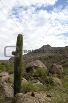 Saguro Cactus Near Boulders