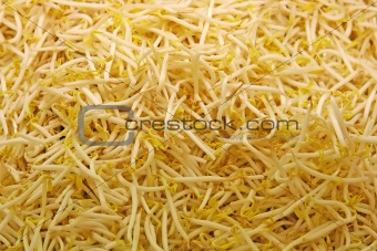 Bean Sprouts Background