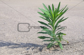 An Undesireable Weed