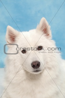 White dog