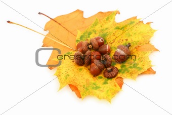 acorns and leaves