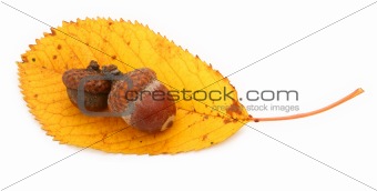 acorns and dry fall leaf