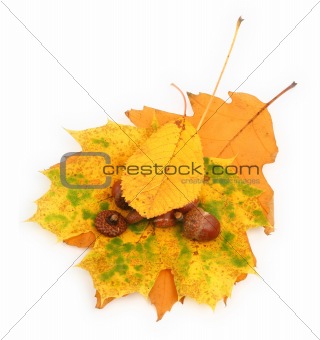 acorns and leaves 