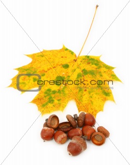 group of acorns and maple leaf 
